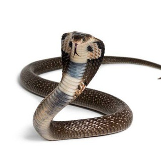 Telegram profile photo for COBRA SATTA KING