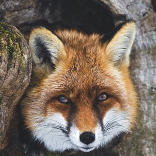 Telegram profile photo for Moha_story