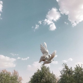 Telegram profile photo for شَـهـد🌞