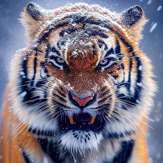 Telegram profile photo for Tiger Hindustani