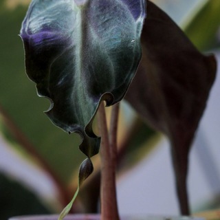 Telegram profile photo for Art_am_on_Plants