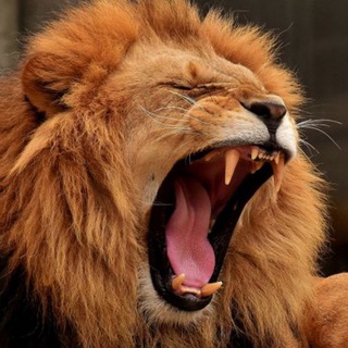 Telegram profile photo for The Lions Den - Free charts and chats