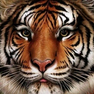 Telegram profile photo for ЛАМИРКЛ | Photos of the VN