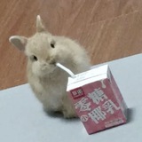 Telegram profile photo for Сарай весёлого чел0века✧˖° (shed.)