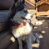 Telegram profile photo for Daria and Berta🐶