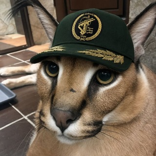 Telegram profile photo for Lazy Floppa 🇮🇷
