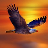Telegram profile photo for 📣Freedom & Liberty