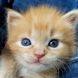 Telegram profile photo for котики лёгкого поведения
