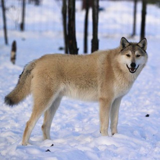 Telegram profile photo for Wolend Breed
