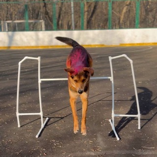 Telegram profile photo for Жизнь хвостатого Тима