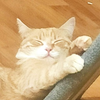Telegram profile photo for умни манки