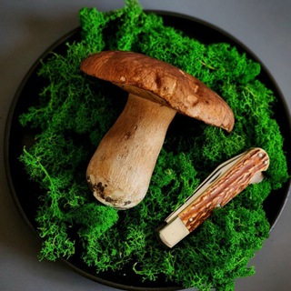 Telegram profile photo for Грибы Крыма. Грибники Крыма 🌿 @CRIMEAMEA ▶️