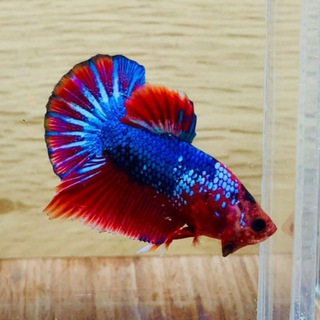 Telegram profile photo for IKAN BETTA CHANNEL