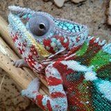 Telegram profile photo for Reptile News Рептилии. Кормовые насекомые
