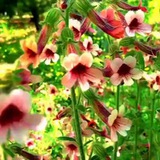 Telegram profile photo for خواطر