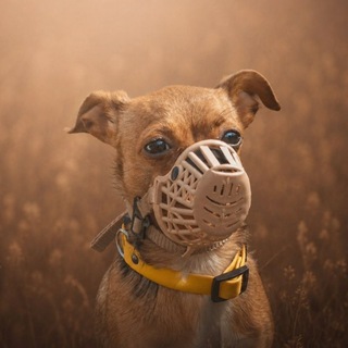 Telegram profile photo for Рыжая бестия 🪨