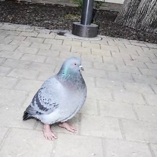 Telegram profile photo for gromiayvan