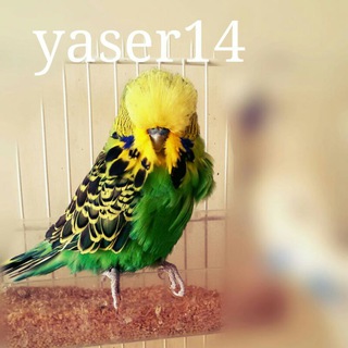 Telegram profile photo for فنچ 14 واردکننده پرندگان زینتی