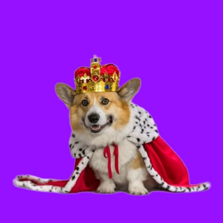 Telegram profile photo for Corgi | SOLANA