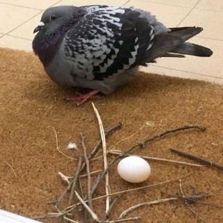 Telegram profile photo for голубиное гнездо🕊️|scribble