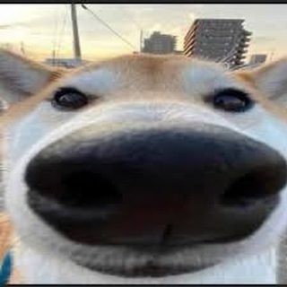 Telegram profile photo for $BOOPER Verify