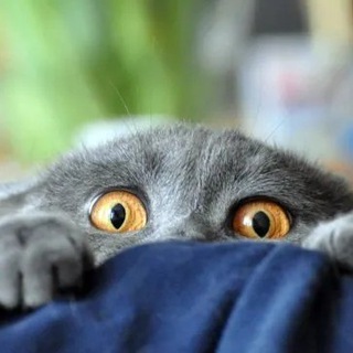 Telegram profile photo for Уютный бложик