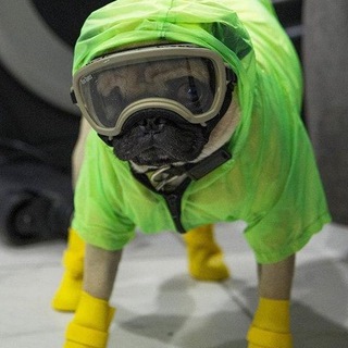 Telegram profile photo for Из пифоса без пафоса. Диоген-Ъ.(Z)