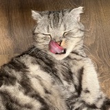 Telegram profile photo for ✨Whisky🥃😼