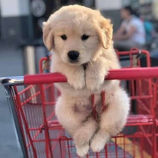 Telegram profile photo for Cute Animals
