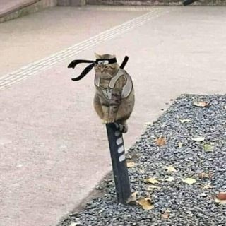 Telegram profile photo for CATANA Portal