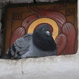 Telegram profile photo for Помойка голубей @ 🚮🕊🕊🕊