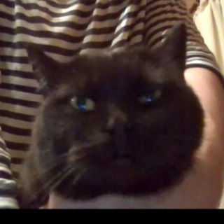 Telegram profile photo for Стая Котят кекинсайда