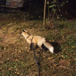 Telegram profile photo for Сказки лиса Кая