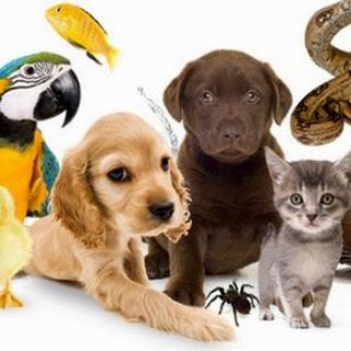 Telegram profile photo for Тварини України 🇺🇦| Pets UA