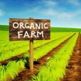 Telegram profile photo for OrganicFarm