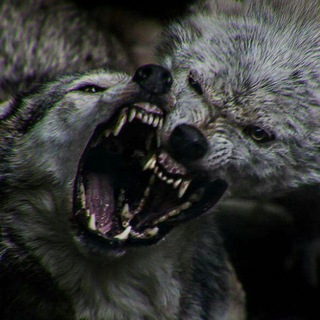 Telegram profile photo for 𝘃𝗶𝘃𝘂𝘀.𝘀𝘂𝗺