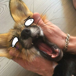 Telegram profile photo for Toca do Guara
