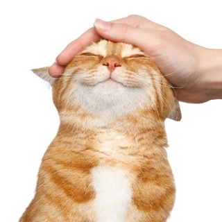 Telegram profile photo for snakkeei