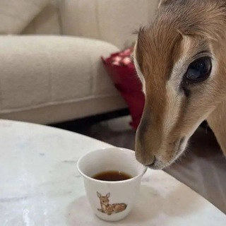 Telegram profile photo for أقتِـبـسـاتـي🦌
