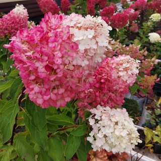 Telegram profile photo for Продажа растений🌺☘💐
