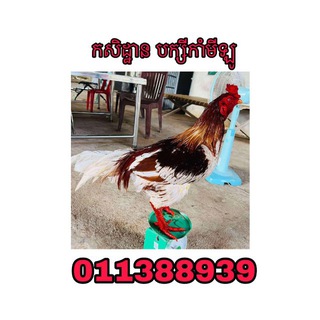 Telegram group profile photo for កសិដ្ឋាន បក្សីកាំមីឡូ