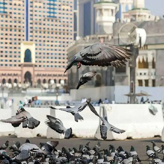 Telegram profile photo for طَريق الهُـدىٰ.