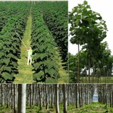 Telegram profile photo for "PAULOWNIA" ДАРАХТИ ПЛАНТАЦИЯЛАРИ ВА ПИТОМНИКЛАРИ