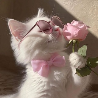 Telegram profile photo for قروب دردشه صنعانيه ོ