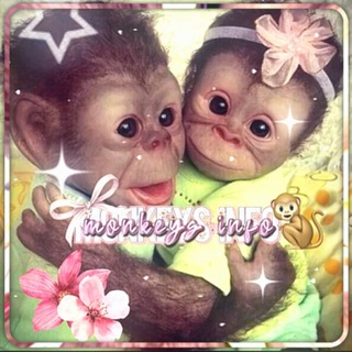 Telegram profile photo for ᴍᴏɴᴋᴇʏs ɪɴꜰᴏ🐒