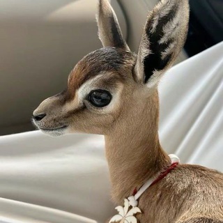 Telegram profile photo for الريّم 🦌