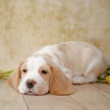 Telegram profile photo for Mycroft_the_beagle