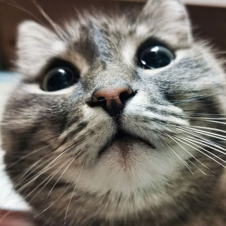 Telegram profile photo for W_edge_live