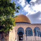 Telegram profile photo for موطني 🇵🇸