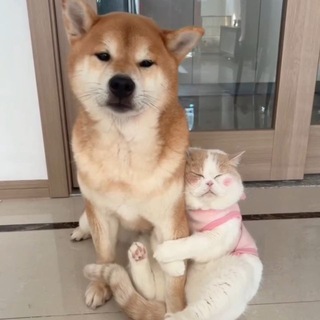 Telegram profile photo for Пухнасті друзі